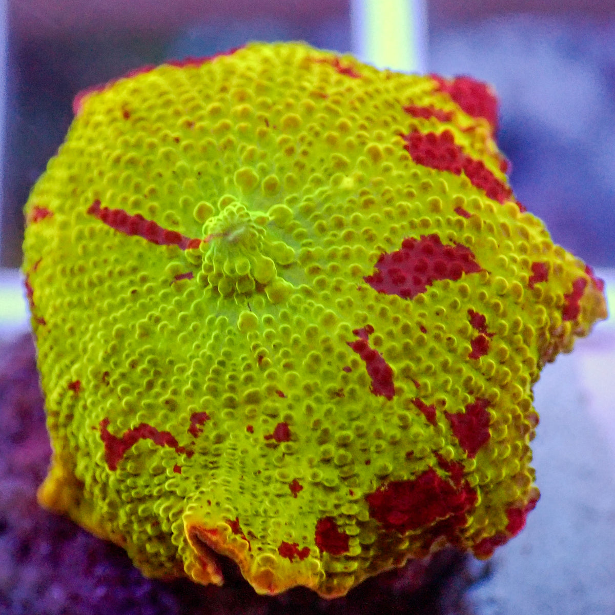 WYSIWYG Eclectus Jawbreaker Mushroom - Corals Anonymous