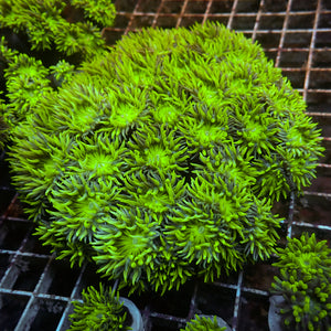 WYSIWYG Ultra Acid Rave Duncan Colony (35+ Polyps)