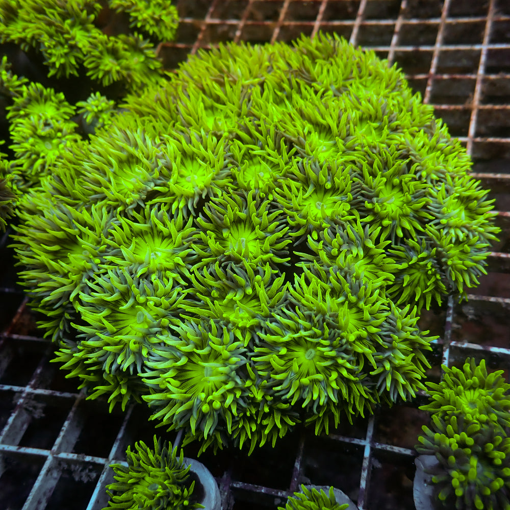 WYSIWYG Ultra Acid Rave Duncan Colony (35+ Polyps)