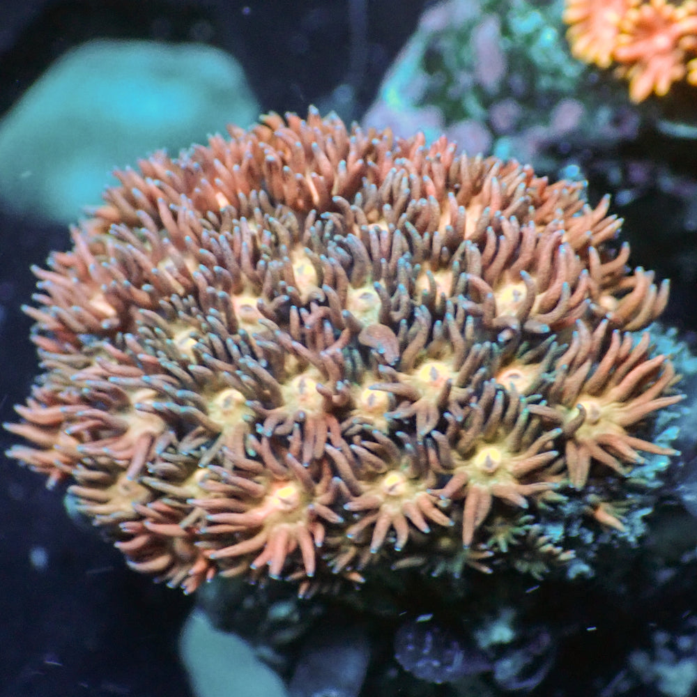 WYSIWYG Pink Fantasia Goniopora (0.5-1”)