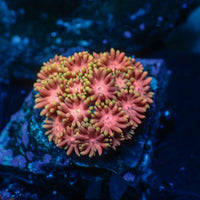 WYSIWYG Pink Sakura Rainbow Goniopora Colony (0.5-1")