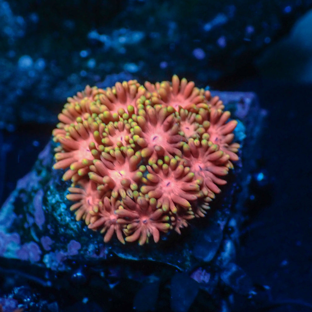 WYSIWYG Pink Sakura Rainbow Goniopora Colony (0.5-1