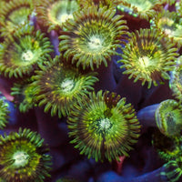 Green Hawaiian People Eater Zoa (5-10 Polyps colony)