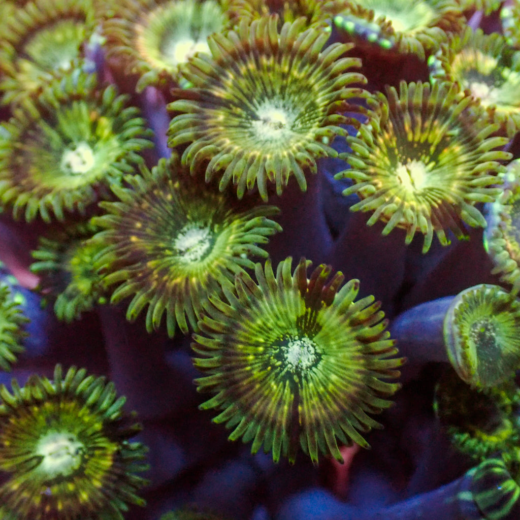Green Hawaiian People Eater Zoa (5-10 Polyps colony) - Corals Anonymous