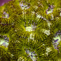 Golden Eye Acans (2-3 Polyps) - Corals Anonymous