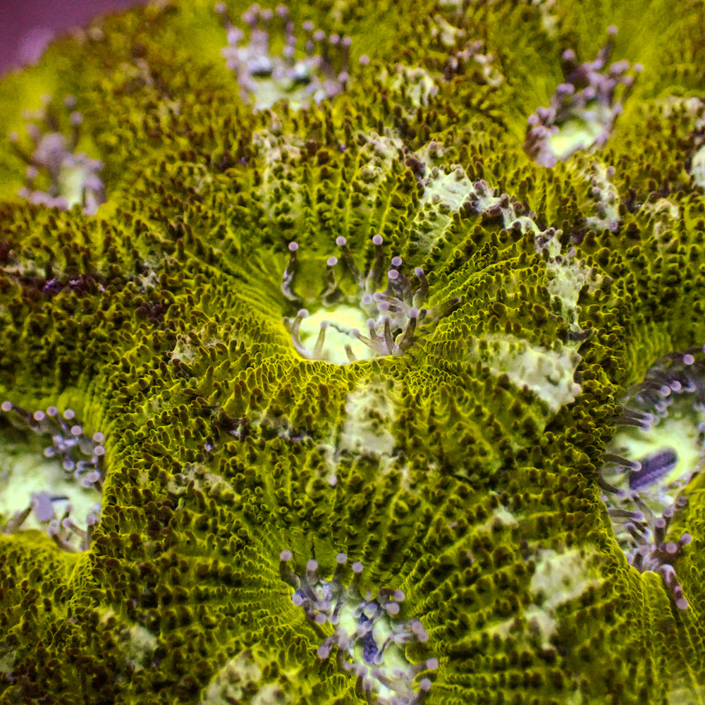 Golden Eye Acans (2-3 Polyps) - Corals Anonymous