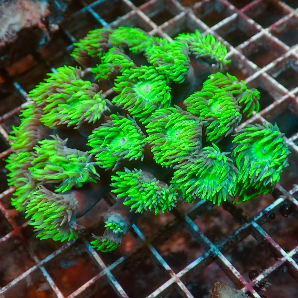 WYSIWYG Ultra Acid Rave Duncan Colony (20+ Polyps)