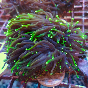WYSIWYG Dragon Soul Torch Colony (7 Polyps)