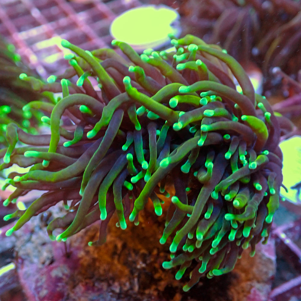 WYSIWYG Dragon Soul Torch Colony (3 Polyps)