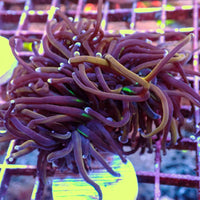 WYSIWYG NY Knicks Torch Colony (4 Polyps)