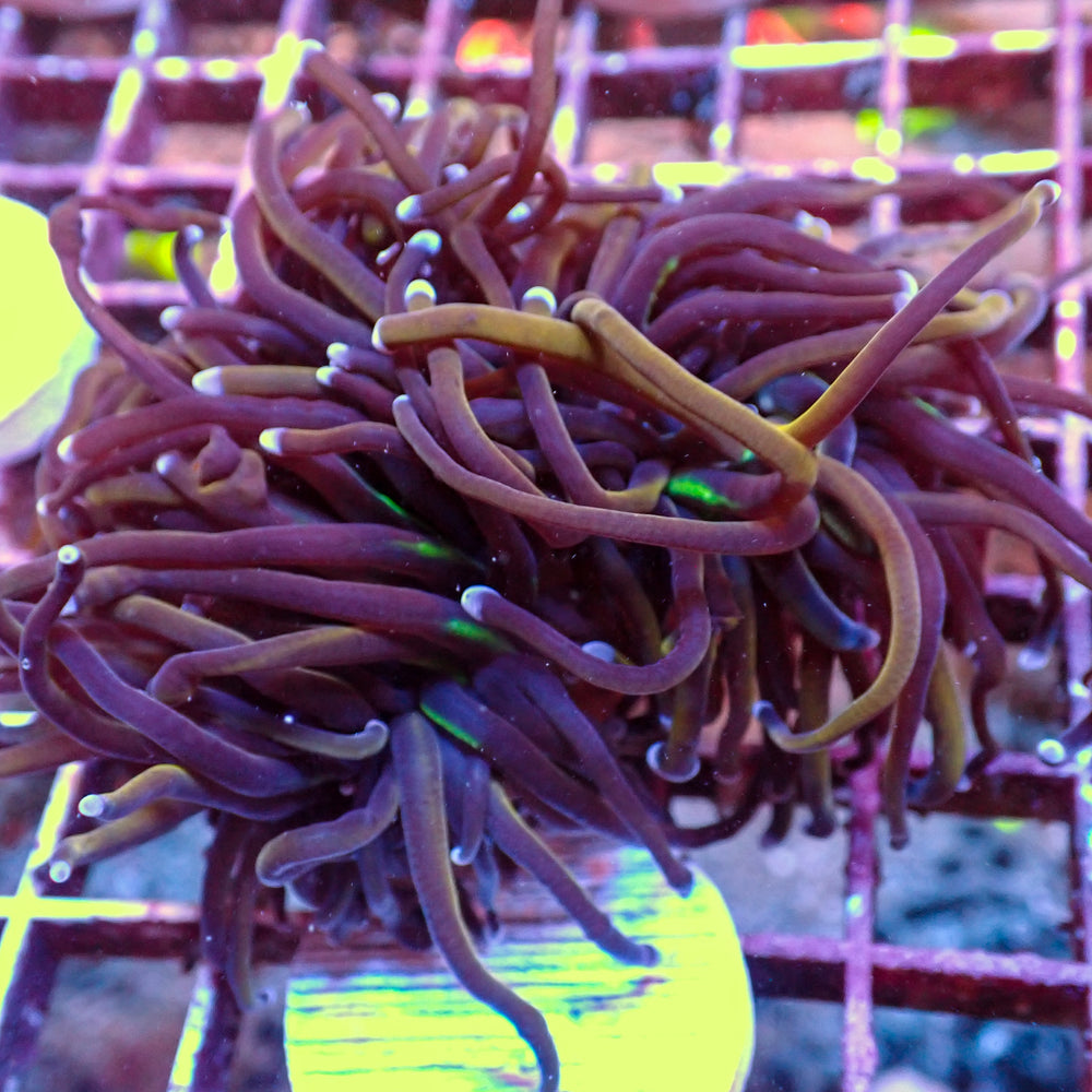 WYSIWYG NY Knicks Torch Colony (4 Polyps)
