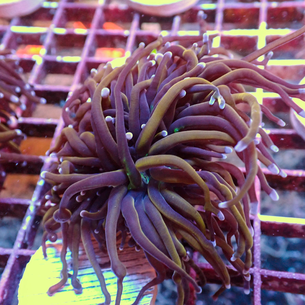 WYSIWYG NY Knicks Torch Colony (4 Polyps)