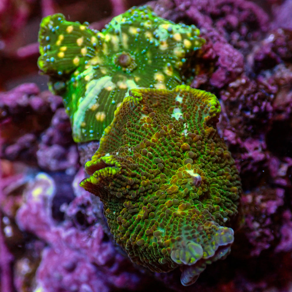 WYSIWYG Multicolor Green Discosoma mushroom Combo ( 2 Polyps)