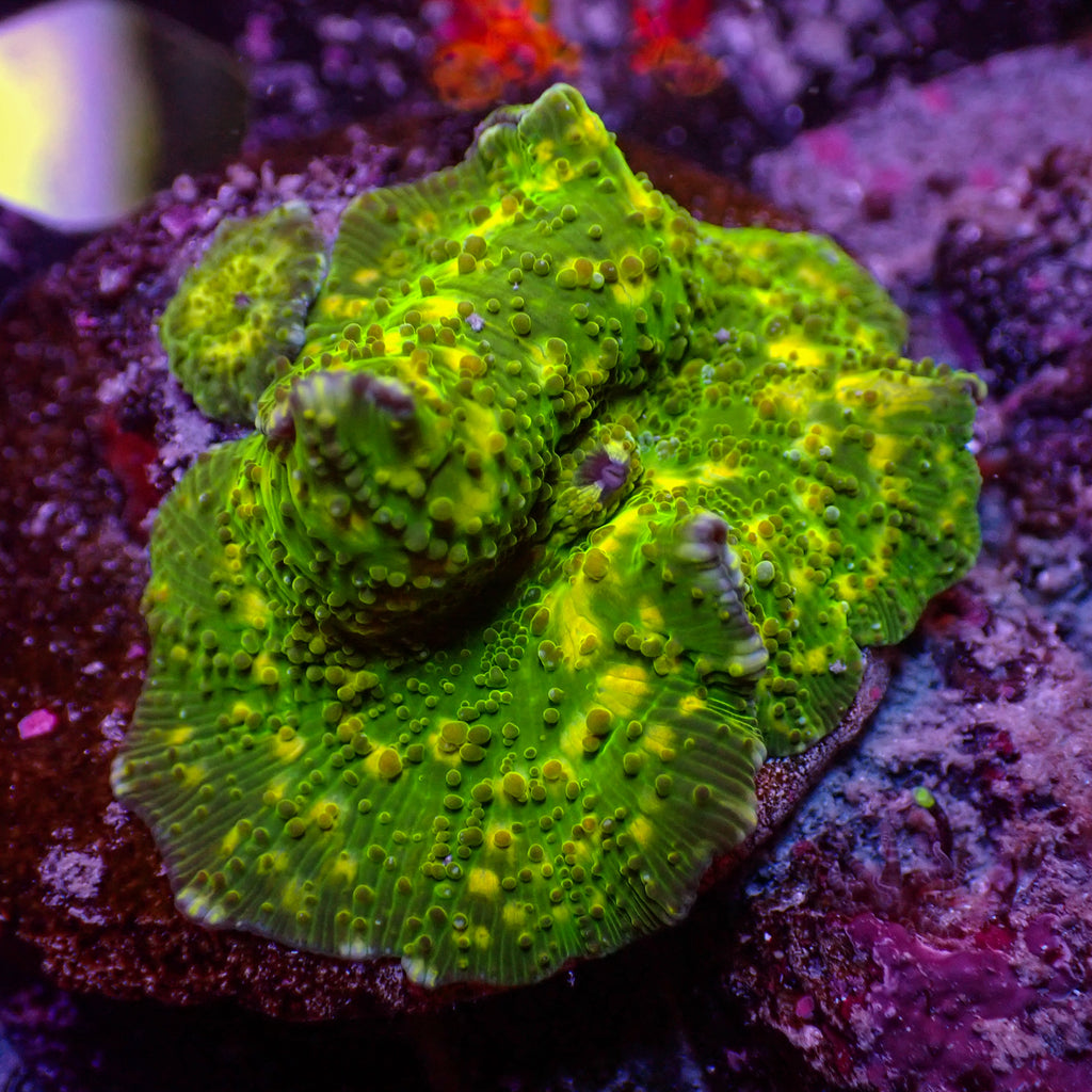 WYSIWYG Green Leopard Discosoma Mushroom - Corals Anonymous