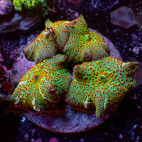 WYSIWYG Reverse Devil Discosoma Mushroom Colony (4 Polyps)