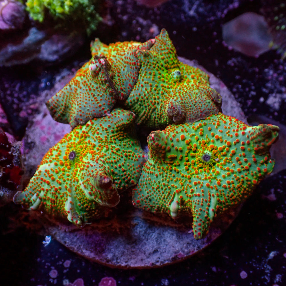 WYSIWYG Reverse Devil Discosoma Mushroom Colony (4 Polyps)