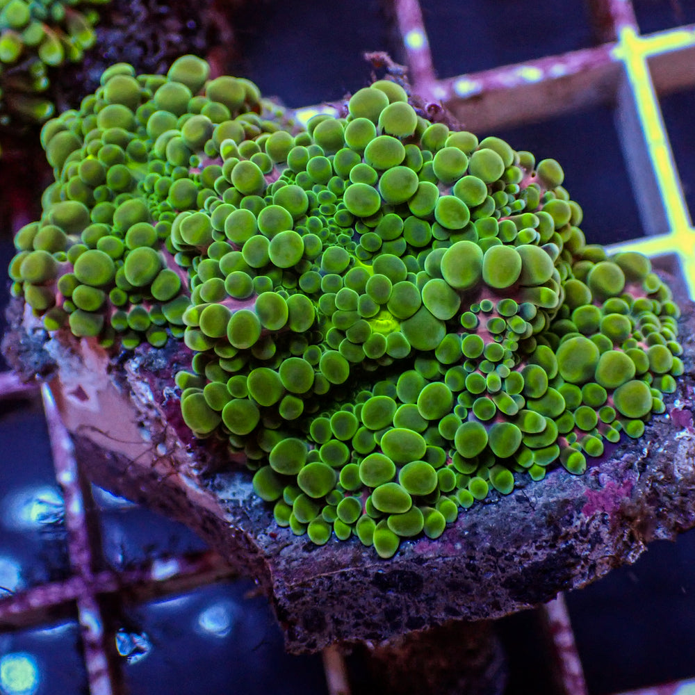 WYSIWYG Purple Green Yuma Mushroom Combo (3 Polyps)