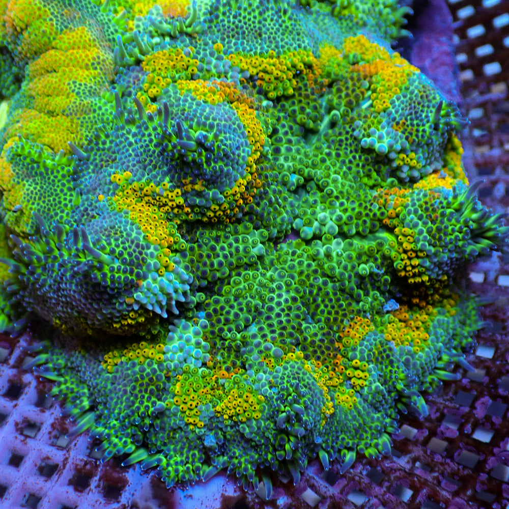 WYSIWYG Yellow Ring Maxi Mini Carpet Anemone (1-2