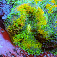 WYSIWYG Static Shock Maxi Mini Carpet Anemone (1-2")