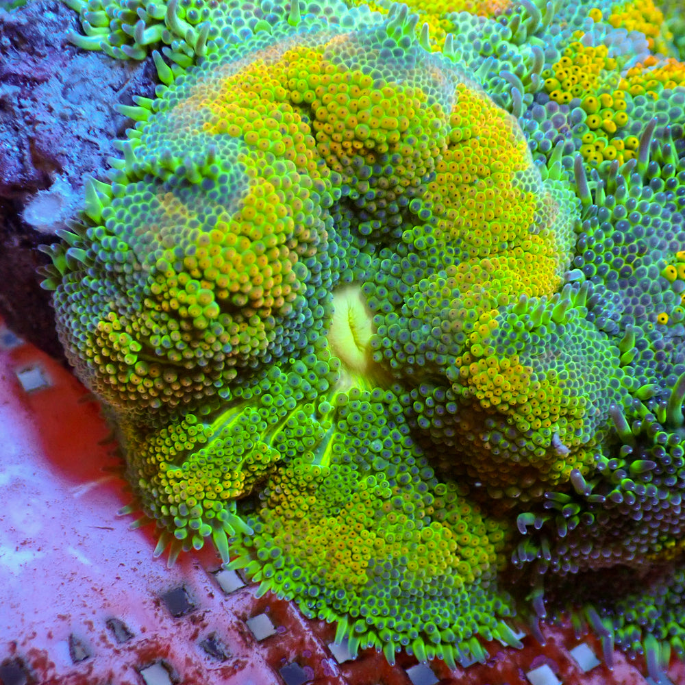 WYSIWYG Static Shock Maxi Mini Carpet Anemone (1-2