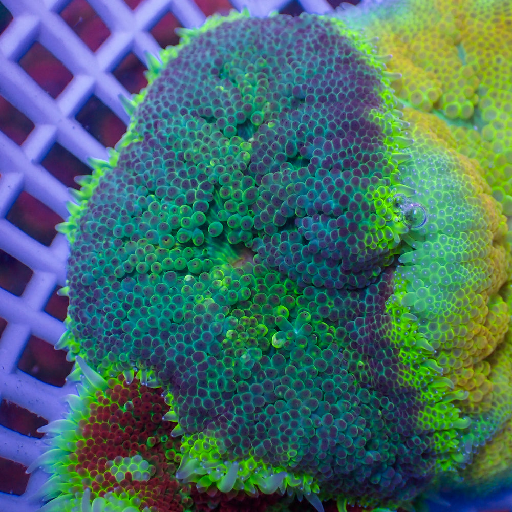 WYSIWYG Blue Maxi Mini Carpet Anemone (1-2