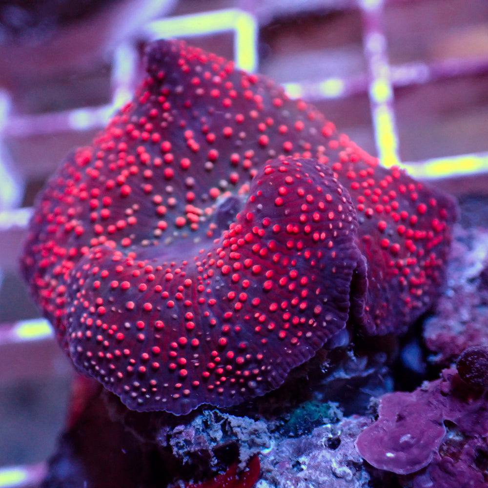 WYSIWYG Interstellar Discosoma Mushroom