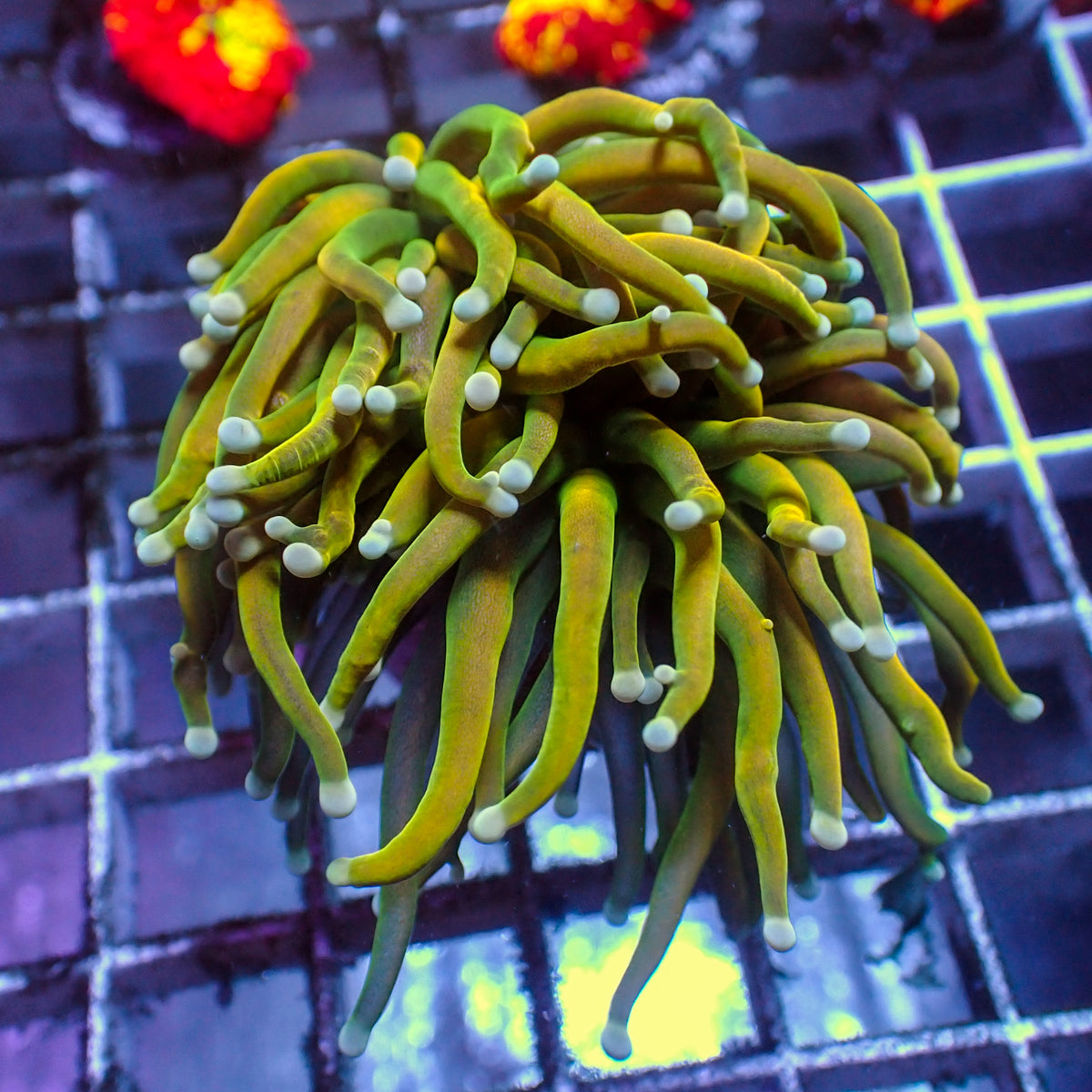 WYSIWYG Malaysian Sun Gold Torch - Corals Anonymous