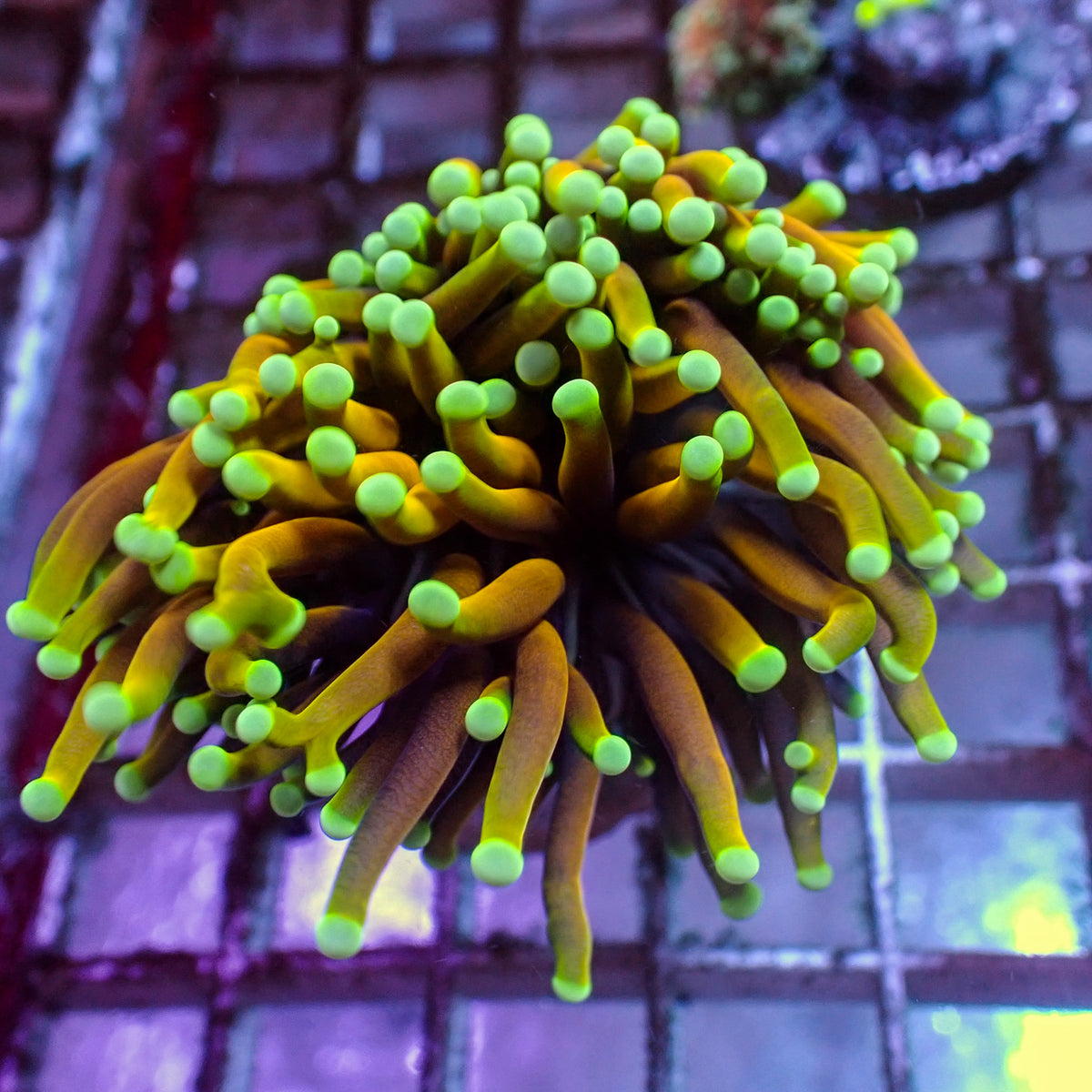 WYSIWYG Malaysian Ultra Sun Gold Torch - Corals Anonymous
