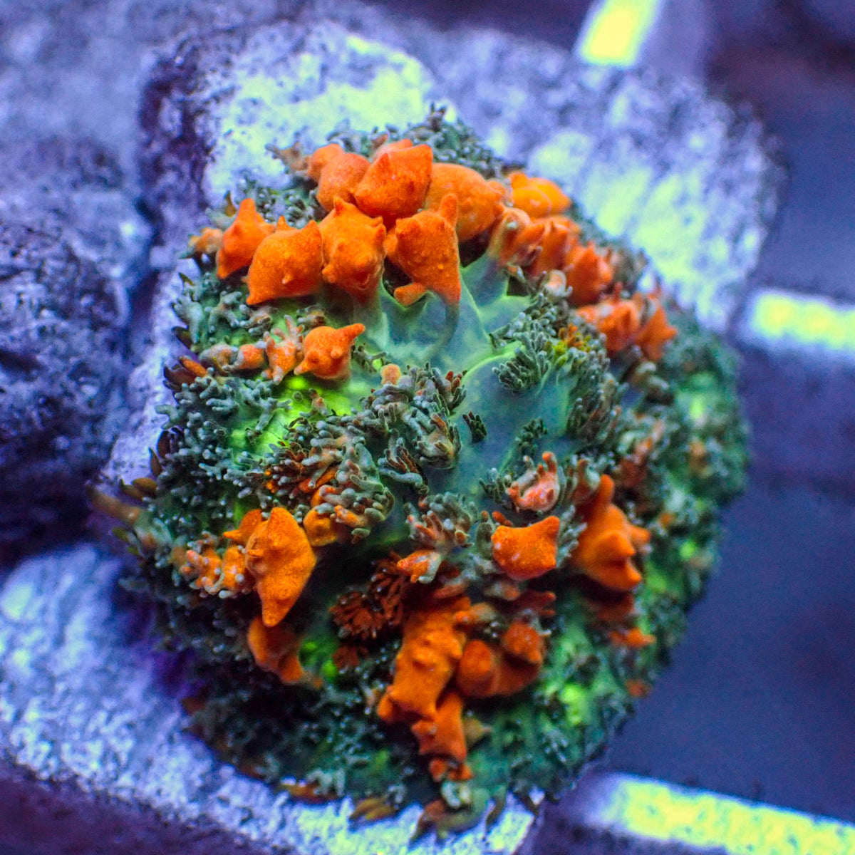 WYSIWYG Sunkist Bounce Rhodactis Mushroom - Corals Anonymous