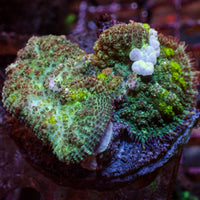 WYSIWYG CA Skittle Bounce Rhodactis Mushroom Combo (2 Polyps)