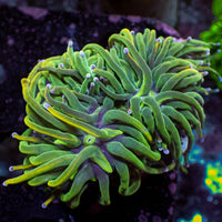 WYSIWYG Holy Grail Indo Gold Torch (2 Polyps)