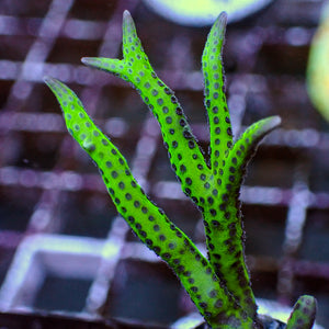 Purple Polyp Bird's Nest Seriatopora SPS Coral (1” Frag)