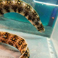 WYSIWYG Snowflake Moray Eel (12-14")
