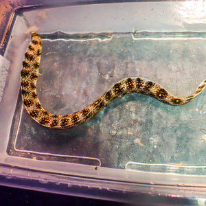 WYSIWYG Snowflake Moray Eel (12-14")