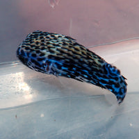 WYSIWYG Adult Blue Pelagic Procupine Puffer (Rare, 2-3")