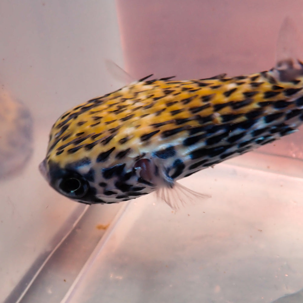 WYSIWYG Adult Blue Pelagic Procupine Puffer (Rare, 2-3