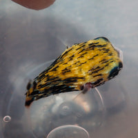 WYSIWYG Juvenile Blue Pelagic Procupine Puffer (Rare, 0.75-2")
