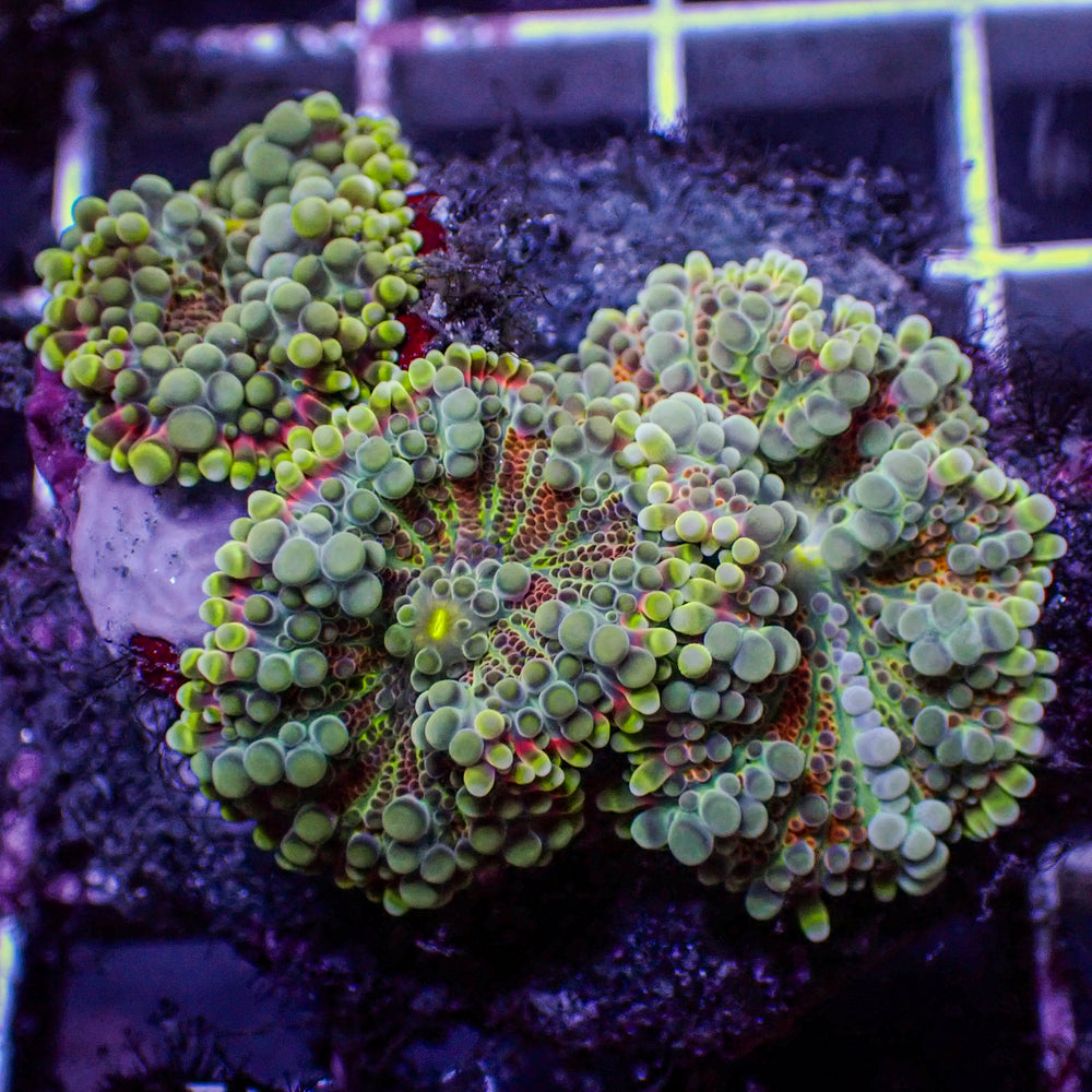 WYSIWYG Rainbow Yuma Mushroom Colony (3 Polyps)