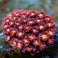 WYSIYWG Lucid Pink Goniopora (0.5-1")