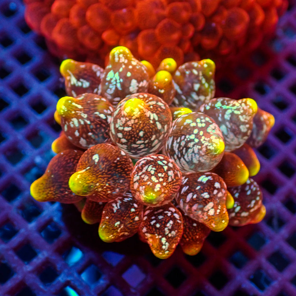 WYSIWYG Ultra Rainbow Hellfire Bubble Tip Anemone (Rare, 1-2”) - Corals Anonymous