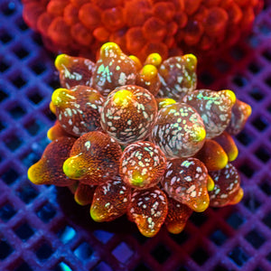 WYSIWYG Ultra Rainbow Hellfire Bubble Tip Anemone (Rare, 1-2”) - Corals Anonymous