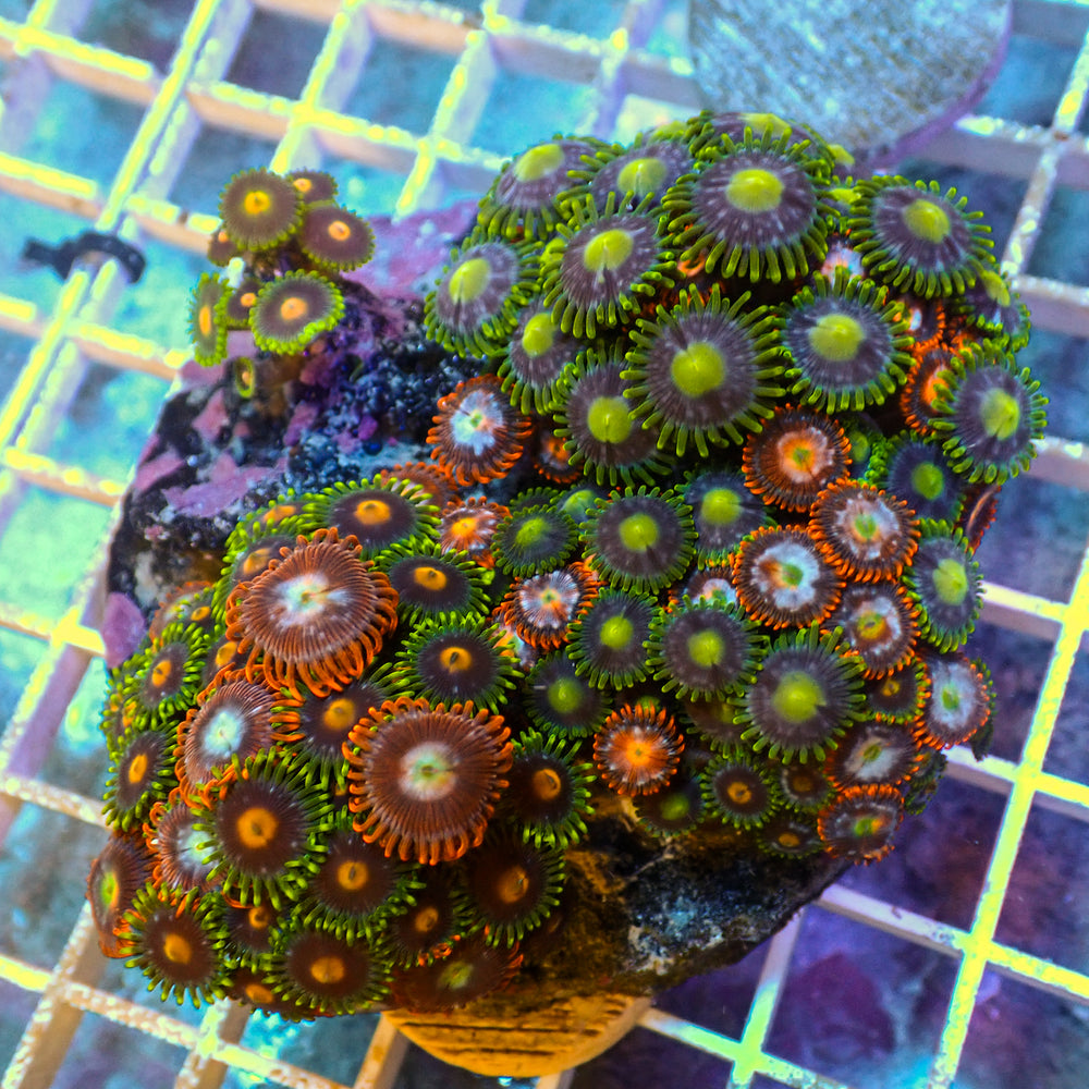 WYSIWYG Rainbow Zoa Combo Colony