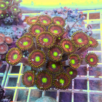 WYSIWYG Rainbow Zoa Combo Colony