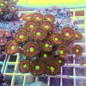 WYSIWYG Rainbow Zoa Combo Colony