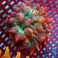 WYSIWYG Ultra Galaxy Rainbow Bubble Tip Anemone (2-3") - Corals Anonymous