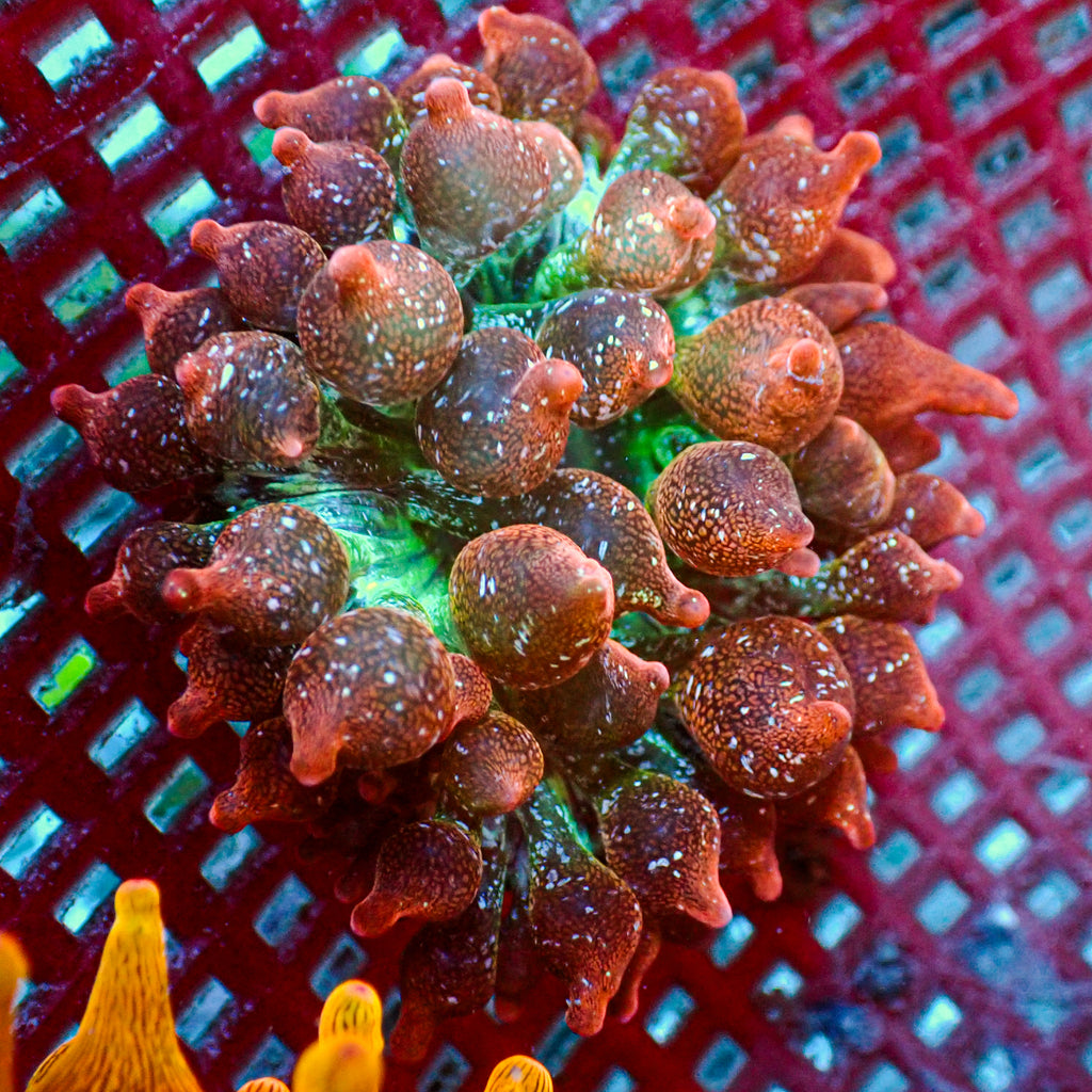 WYSIWYG Ultra Galaxy Rainbow Bubble Tip Anemone (2-3") - Corals Anonymous