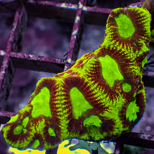 WYSIWYG Ultra Yellow Firedrake Favia (8+ Polyps)