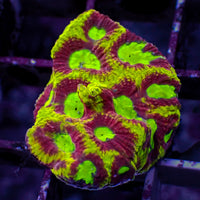 WYSIWYG Ultra Yellow Firedrake Favia (8+ Polyps)