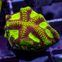 WYSIWYG Ultra Yellow Firedrake Favia (5+ Polyps)