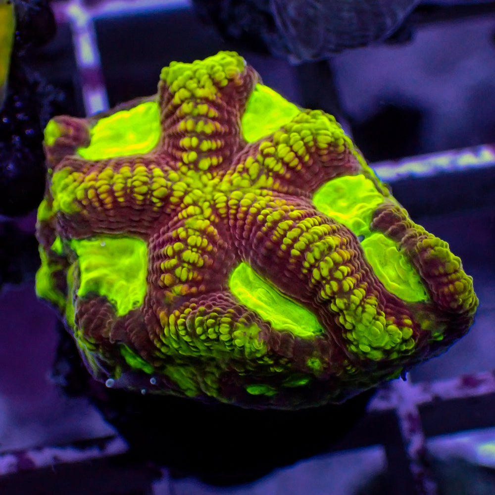 WYSIWYG Ultra Yellow Firedrake Favia (5+ Polyps)